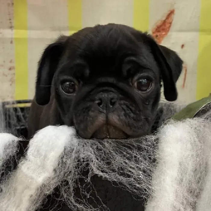 Female Pug Puppy for Sale in Monroeville, PA