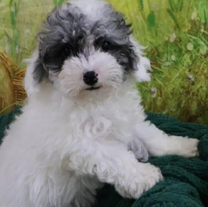 Female Mini Poodle Puppy for Sale in Monroeville, PA