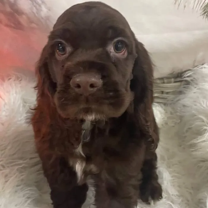 Male Cocker Spaniel Puppy for Sale in Monroeville, PA