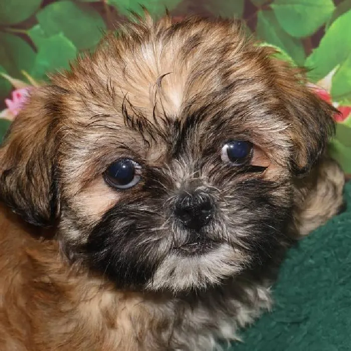 Female Shih Tzu Puppy for Sale in Monroeville, PA