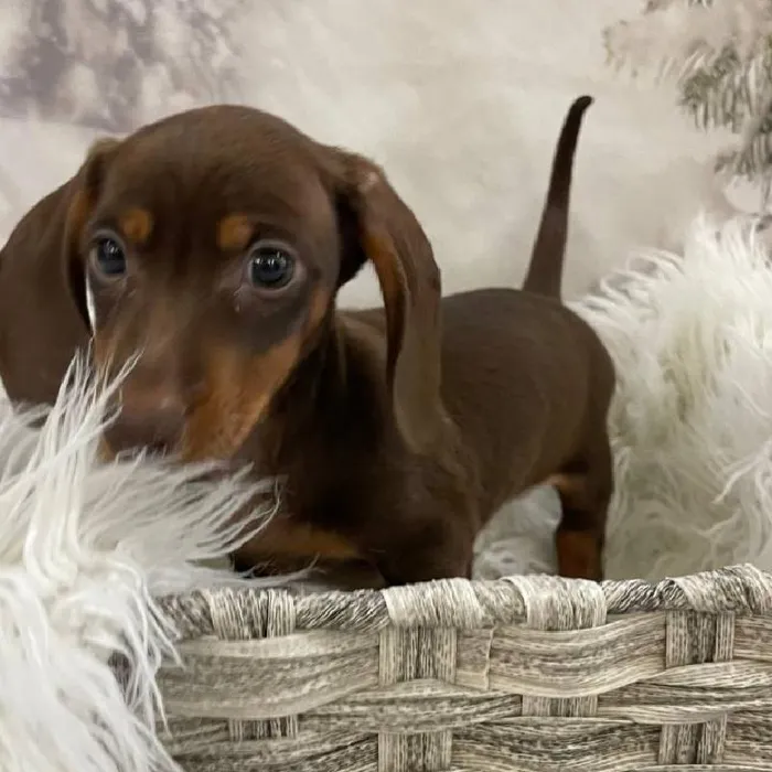 Male Dachshund Puppy for Sale in Monroeville, PA