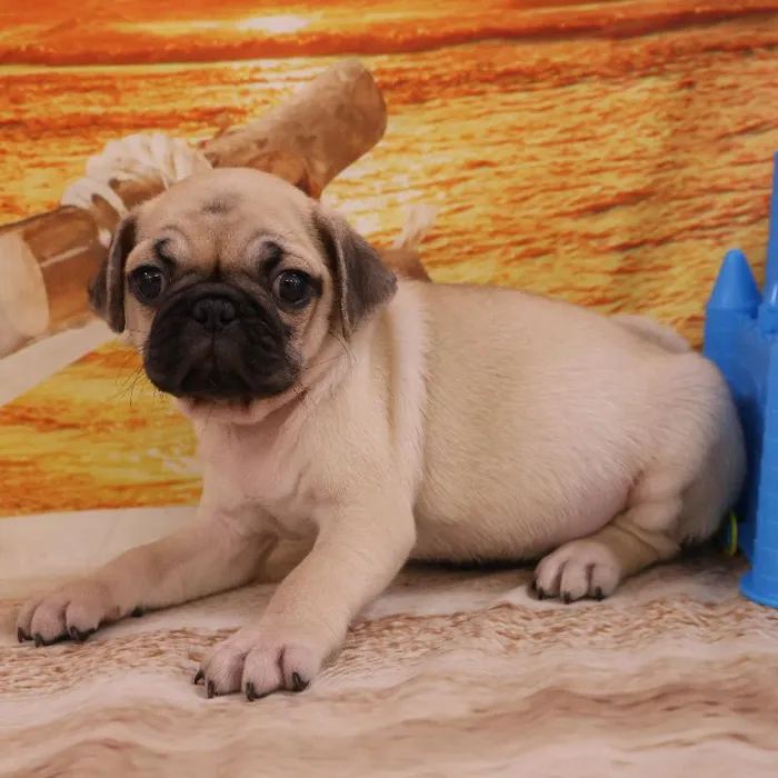 Male Pug Puppy for Sale in Monroeville, PA