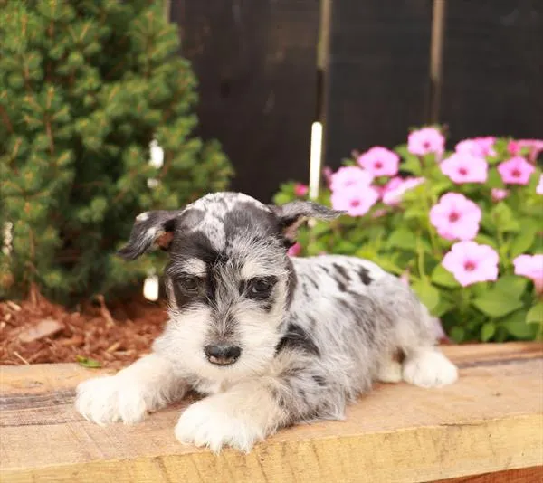 Male Mini Schnauzer puppy for sale at Petland Monroeville.