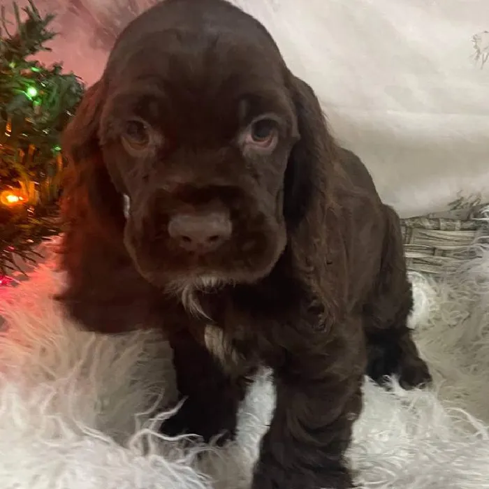 Male Cocker Spaniel Puppy for Sale in Monroeville, PA