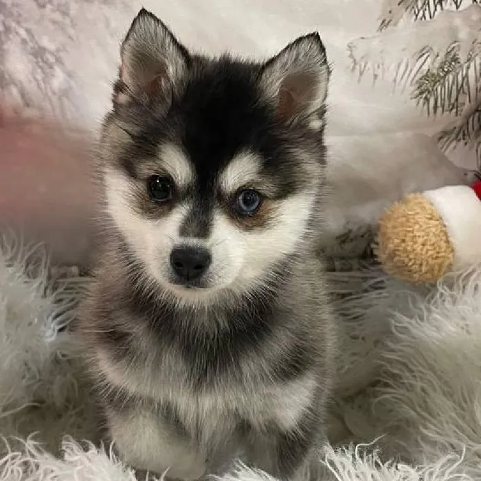 Female Alaskan Klee Kai Puppy for Sale in Monroeville, PA
