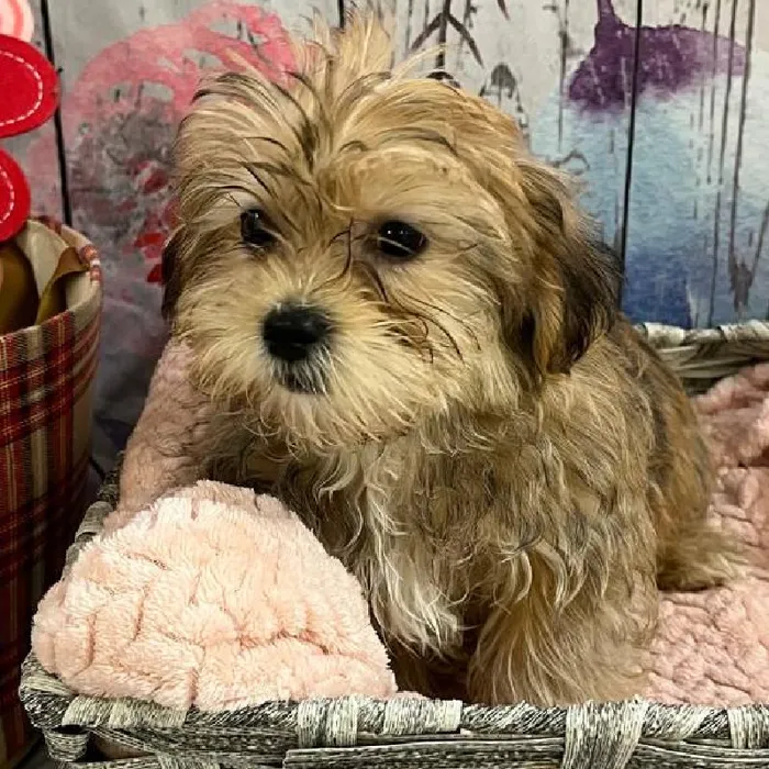 Male Shorkie Puppy for Sale in Monroeville, PA