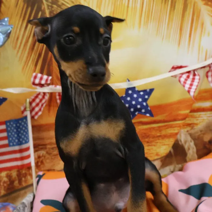 Male Min Pin puppy named Loki for sale at Petland Monroeville.