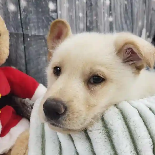 Male German Shepherd Puppy for Sale in Monroeville, PA