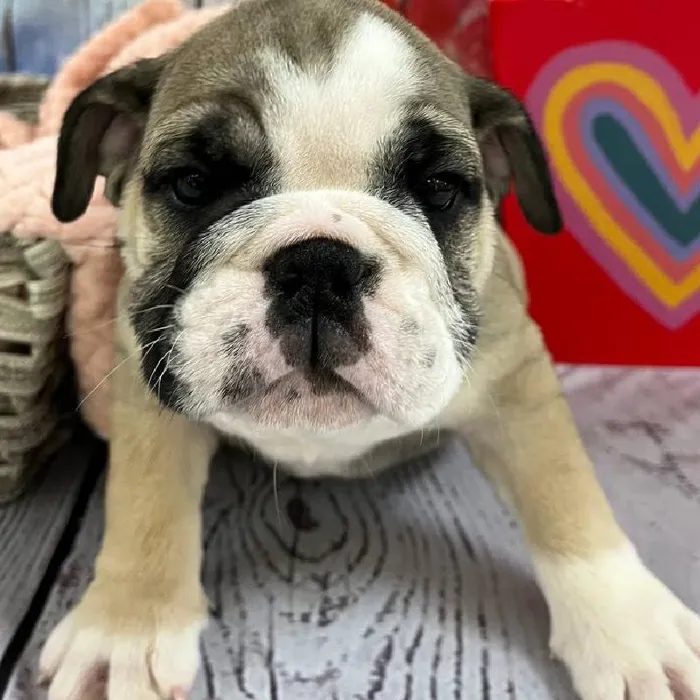 Female English Bulldog Puppy for Sale in Monroeville, PA