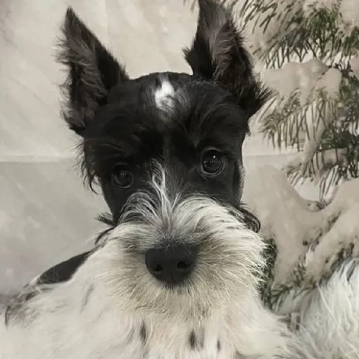 Male Mini Schnauzer Puppy for Sale in Monroeville, PA
