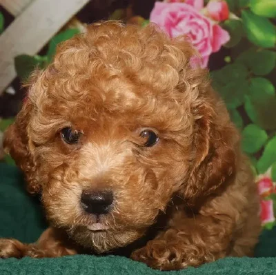 Male Mini Poodle Puppy for Sale in Monroeville, PA
