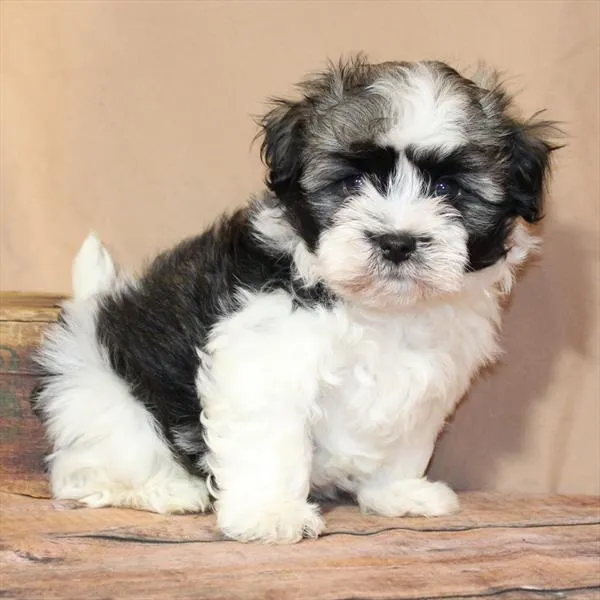 Male Havanese puppy for sale at Petland Monroeville.