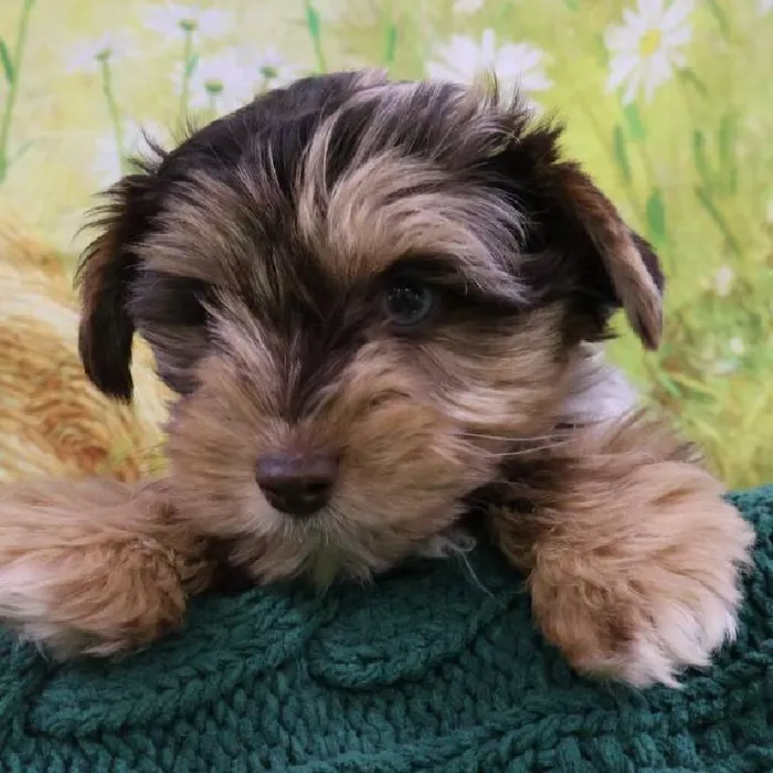 Male Yorkie Puppy for Sale in Monroeville, PA