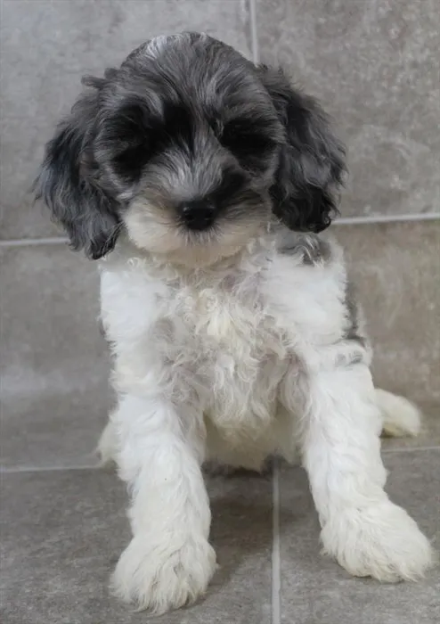 Male Cock A Poo 2Nd Gen puppy named Julian for sale at Petland Monroeville.
