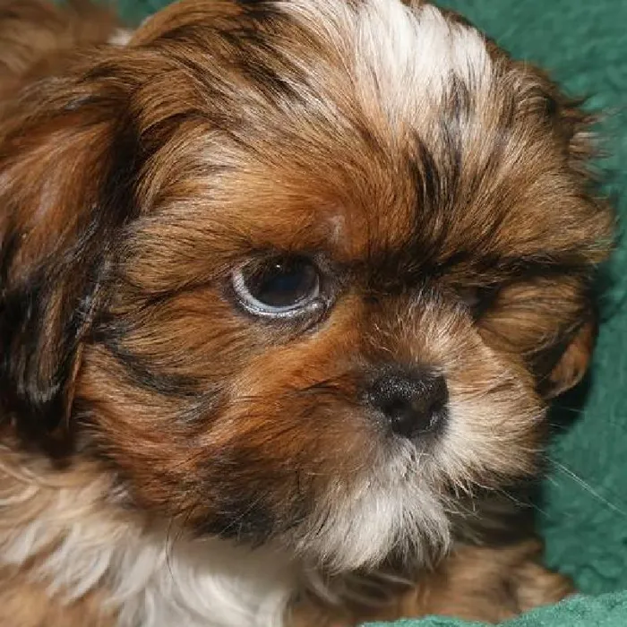 Male Shih Tzu Puppy for Sale in Monroeville, PA