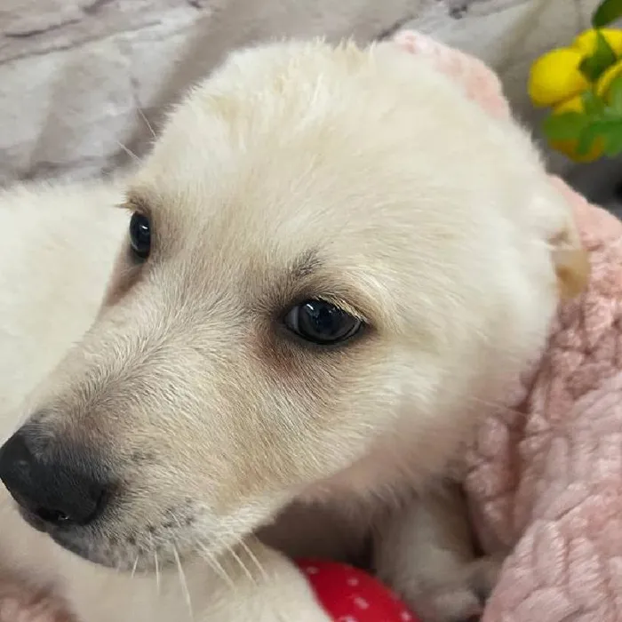 Female German Shepherd Puppy for Sale in Monroeville, PA