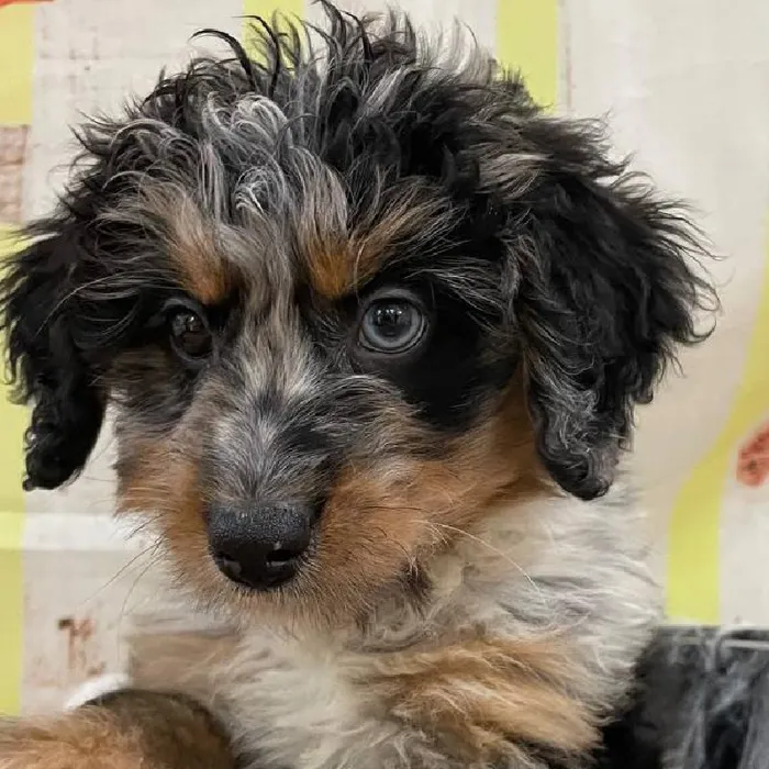Female Mini Bernedoodle 2nd Gen Puppy for Sale in Monroeville, PA