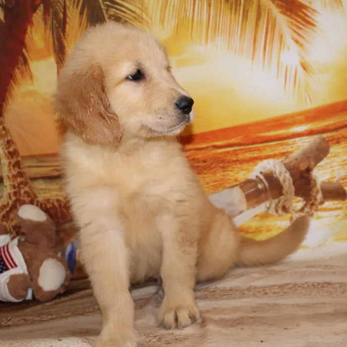 Male Golden Retriever Puppy for Sale in Monroeville, PA