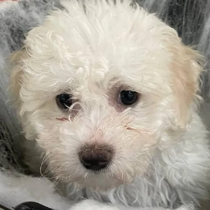Female Bichon Puppy for Sale in Monroeville, PA