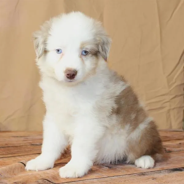 Male Australian Shepherd puppy named Angelo for sale at Petland Monroeville.