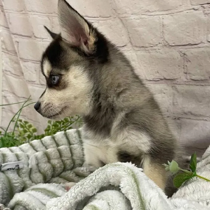 Male Alaskan Klee Kai Puppy for Sale in Monroeville, PA