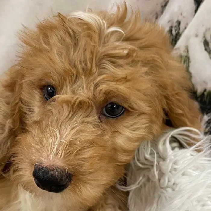 Male Mini Bernedoodle Puppy for Sale in Monroeville, PA