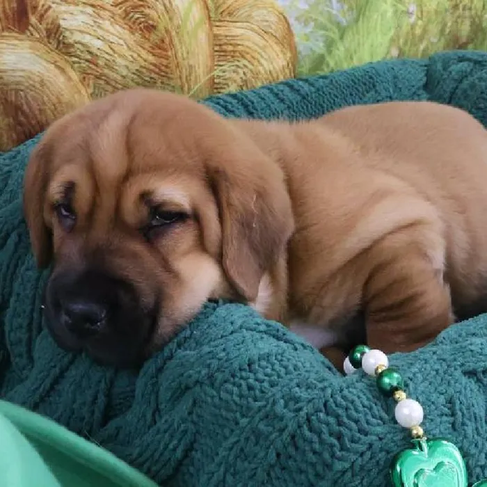 Male Mini Walrus Puppy for Sale in Monroeville, PA