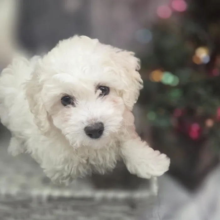 Female Bichon Puppy for Sale in Monroeville, PA