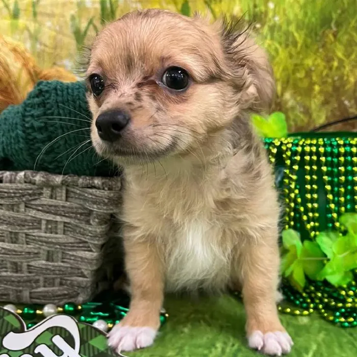 Male Chihuahua Puppy for Sale in Monroeville, PA