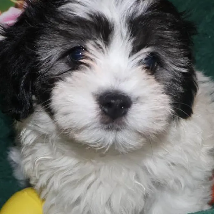 Male Teddy Bear Puppy for Sale in Monroeville, PA