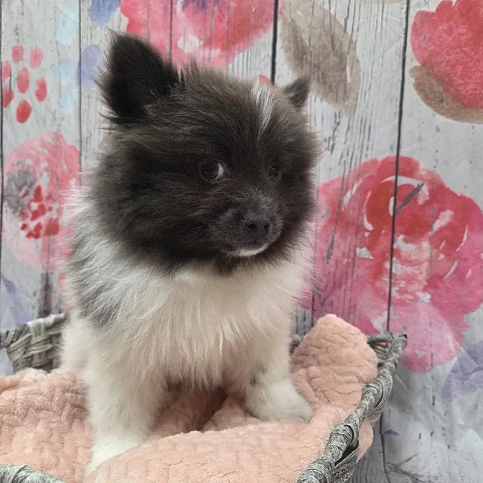 Male Pomeranian Puppy for Sale in Monroeville, PA