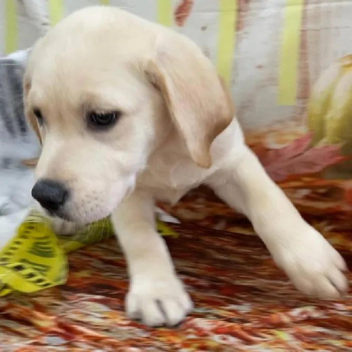 Male Labrador Retriever Puppy for Sale in Monroeville, PA