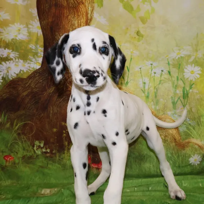 Male Dalmatian puppy named Pongo for sale at Petland Monroeville.
