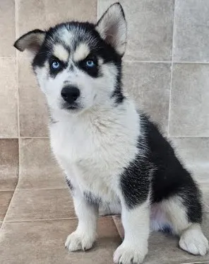Male Siberian Husky puppy named Damon for sale at Petland Monroeville.