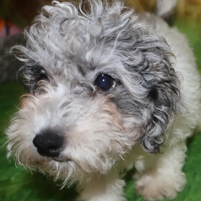 Male Mini Poodle puppy named Jeff for sale at Petland Monroeville.