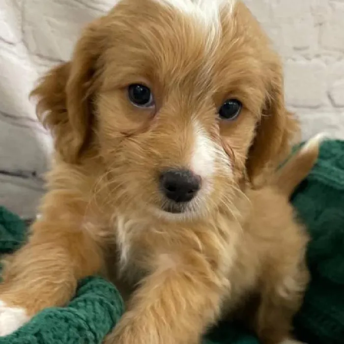 Female Mini Goldendoodle 2nd Gen. Puppy for Sale in Monroeville, PA