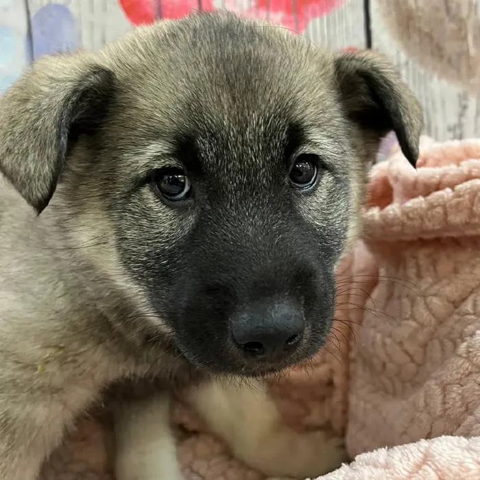 Female Norwegian Elkhound Puppy for Sale in Monroeville, PA