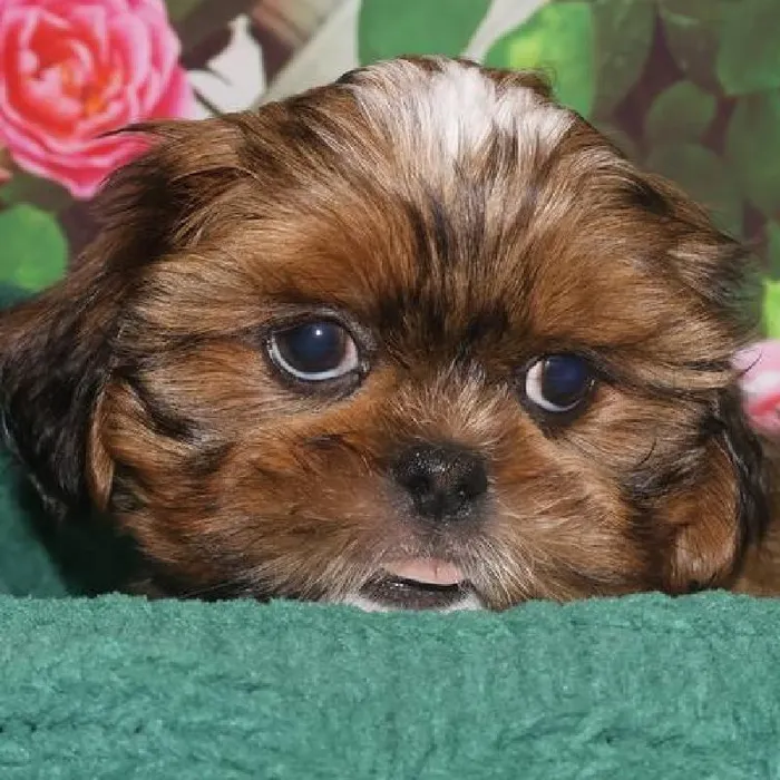 Male Shih Tzu Puppy for Sale in Monroeville, PA