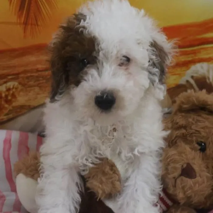 Male Toy Poodle Puppy for Sale in Monroeville, PA