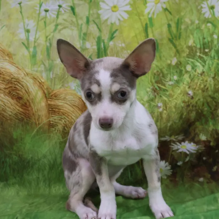 Female Chihuahua puppy named Vicki for sale at Petland Monroeville.