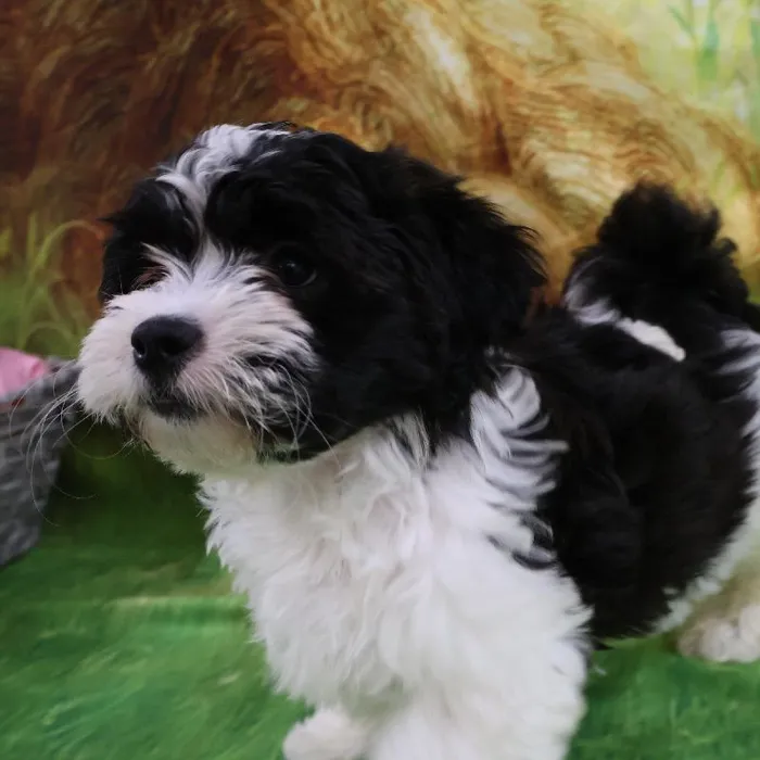 Male Teddy Bear puppy named John for sale at Petland Monroeville.