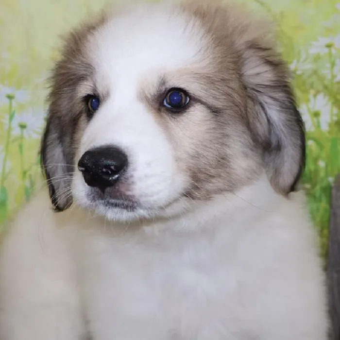 Male Great Pyrenees puppy named Roman for sale at Petland Monroeville.