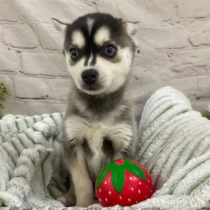 Male Alaskan Klee Kai Puppy for Sale in Monroeville, PA