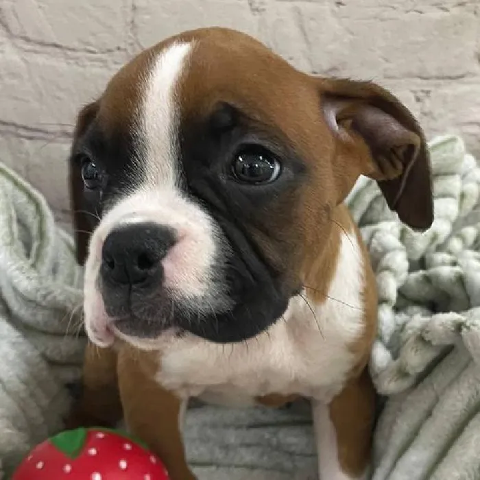 Female Boxer Puppy for Sale in Monroeville, PA