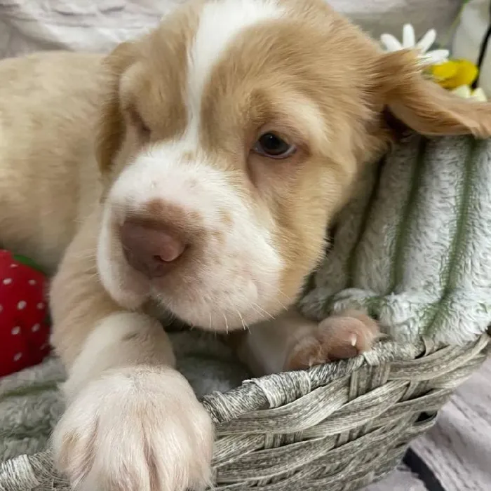 Male Mini Hippo Puppy for Sale in Monroeville, PA