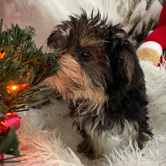 Female Morkie Puppy for Sale in Monroeville, PA