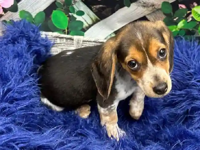 Female Beagle Puppy for Sale in Pittsburgh, PA