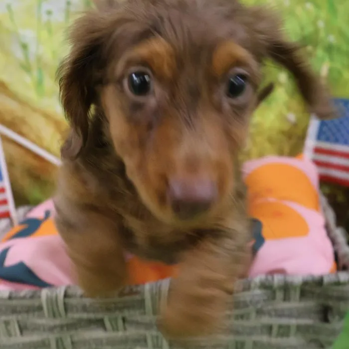 Male Chiweenie puppy named Prince for sale at Petland Monroeville.