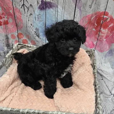Male Yorkie-Poo Puppy for Sale in Monroeville, PA