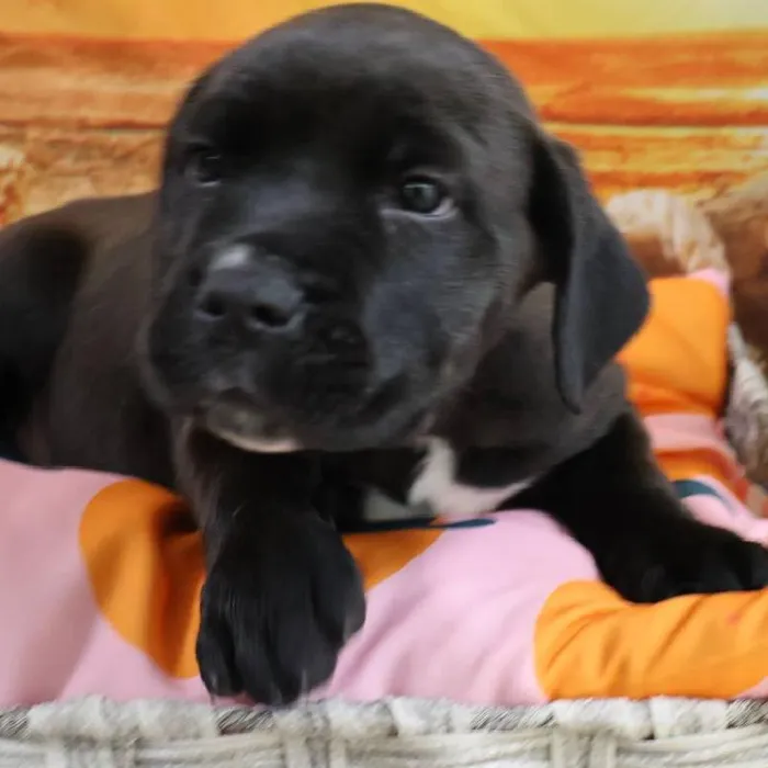 Male Cane Corso puppy named Ezekiel for sale at Petland Monroeville.